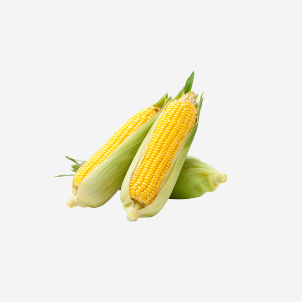 export vegetables in sri lanka